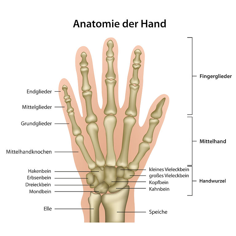 anatomische Darstellung einer Hand