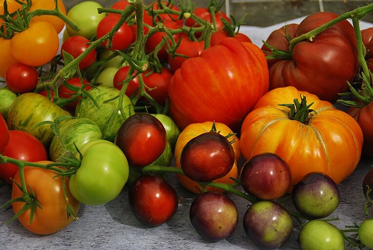 Leckere Tomaten selbst anbauen: Tipps & Tricks