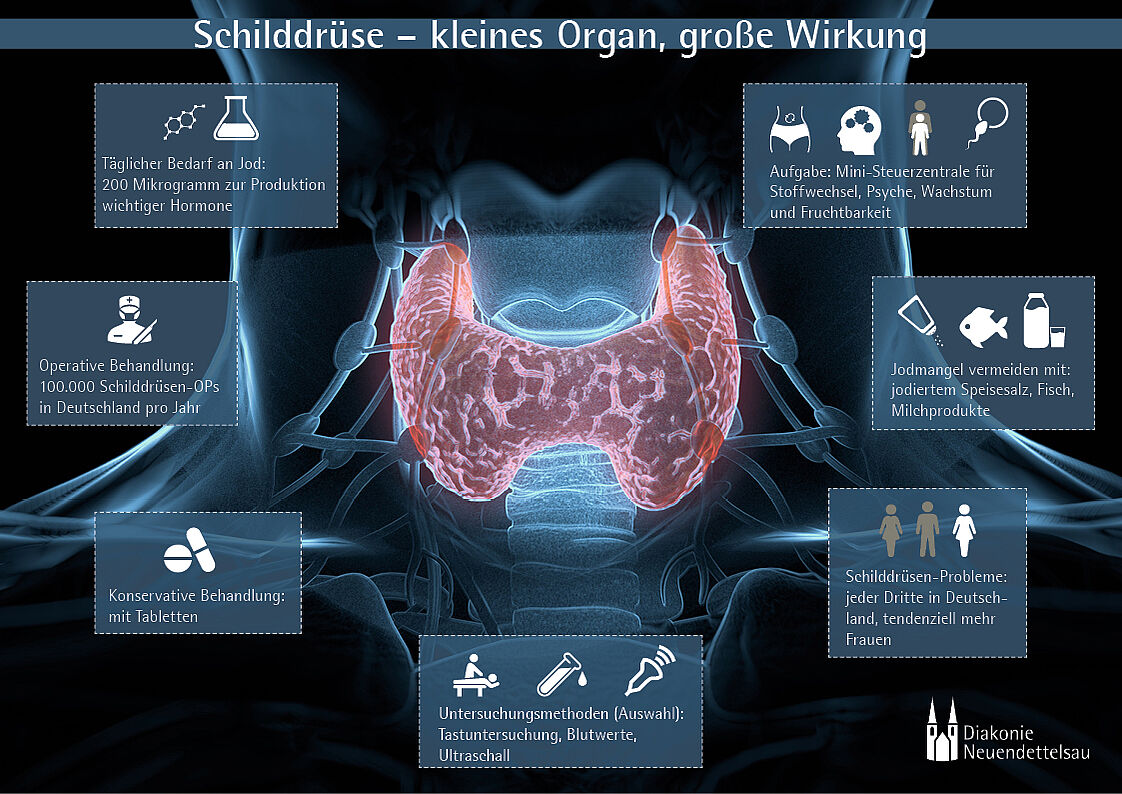 Infografik: Funktion der Schilddrüse